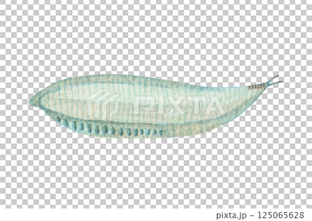 ピカイア　カンブリア紀の古生代生物　水彩 イラスト 125065628