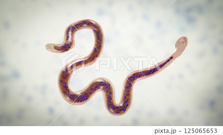 Brugia malayi, a roundworm nematode Brugia malayi, a roundworm nematode 125065653