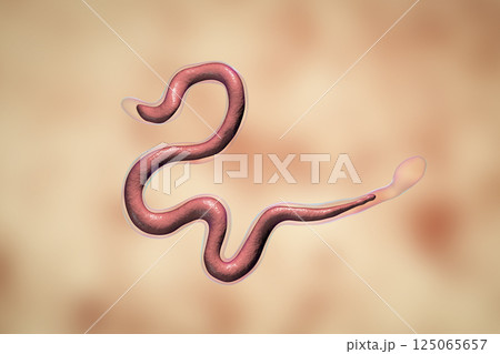 Brugia malayi, a roundworm nematode 125065657