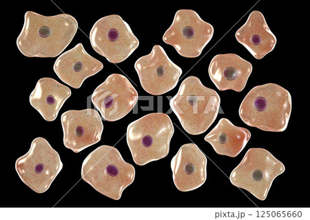 Buccal epithelium, smear from oral cavity Buccal epithelium, smear from oral cavity 125065660