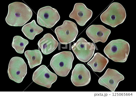 Buccal epithelium, smear from oral cavity Buccal epithelium, smear from oral cavity 125065664
