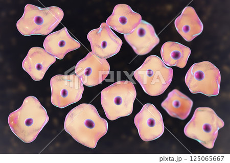 Buccal epithelium, smear from oral cavity 125065667