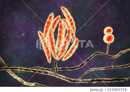 Fusarium fungi, 3D illustration 125065729