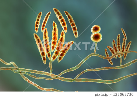 Fusarium fungi, 3D illustration 125065730