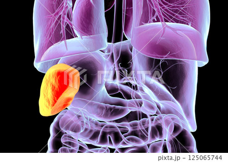Human body anatomy with highlighted spleen, 3D illustration 125065744