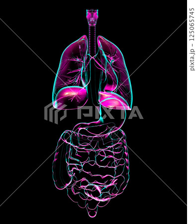 Human respiratory and digestive system anatomy, 3D illustration 125065745