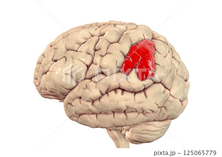 Human brain with highlighted supramarginal gyrus Human brain with highlighted supramarginal gyrus 125065779