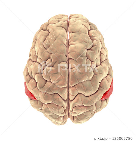 Human brain with highlighted supramarginal gyrus Human brain with highlighted supramarginal gyrus 125065780