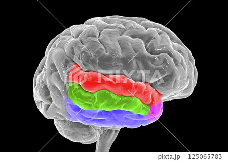 Human brain with highlighted temporal gyriのイラスト素材 [125065783] - PIXTA