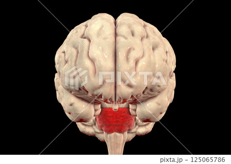 Pons highlighted inside human brain, 3D illustration 125065786