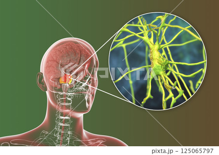 Neurons, brain cells, located in the pons Varolii of the human brain 125065797