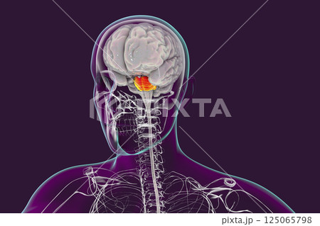 Pons highlighted inside human brain, 3D illustration 125065798
