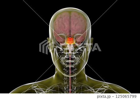Pons highlighted inside human brain, 3D illustration 125065799