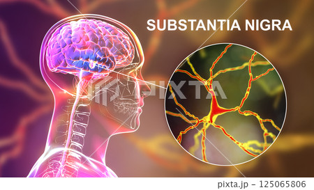 Substantia nigra of the midbrain and its dopaminergic neurons, 3D illustration 125065806