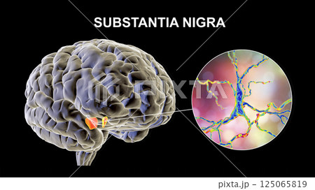 Substantia nigra of the midbrain and its dopaminergic neurons, 3D illustration 125065819