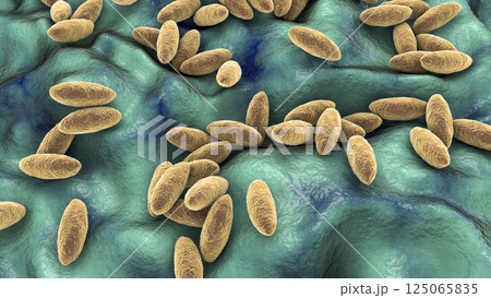 Brucella bacteria, the causative agent of brucellosis, 3D illustration 125065835