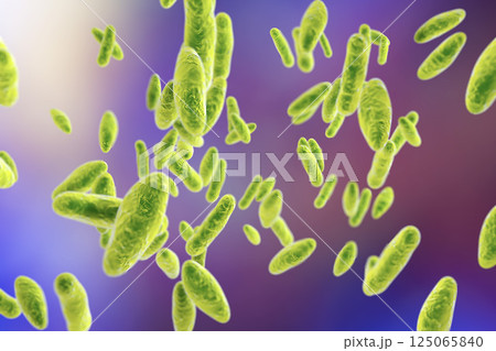 Brucella bacteria, illustration 125065840