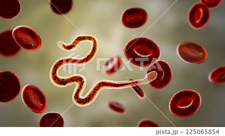 Brugia malayi, a roundworm nematode Brugia malayi, a roundworm nematode 125065854