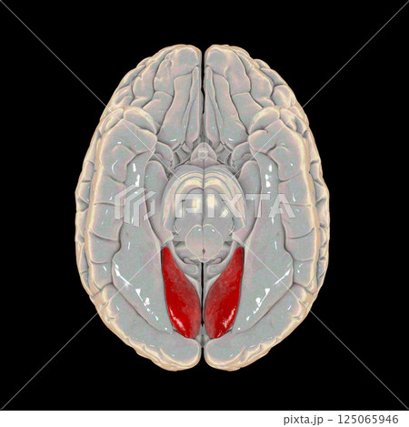 Human brain with highlighted lingual gyrus 125065946