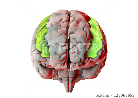 Human brain with highlighted middle frontal gyrus Human brain with highlighted middle frontal gyrus 125065953