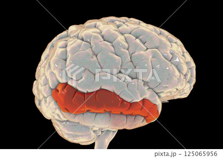 Human brain with highlighted middle temporal gyrus Human brain with highlighted middle temporal gyrus 125065956