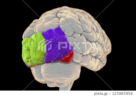 Human brain with highlighted occipital gyri 125065958