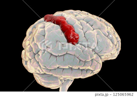 Human brain with highlighted postcentral gyrus 125065962