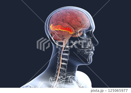 Human brain with highlighted middle temporal gyrus Human brain with highlighted middle temporal gyrus 125065977