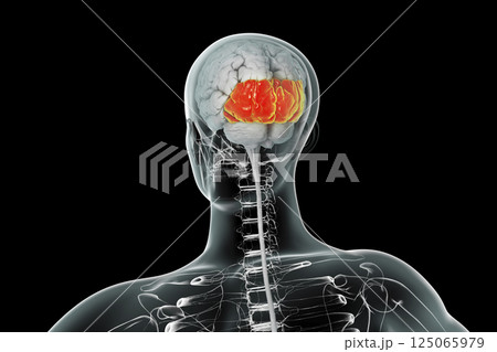 Human brain with highlighted occipital lobes Human brain with highlighted occipital lobes 125065979