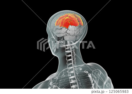 Human brain with highlighted parietal lobe Human brain with highlighted parietal lobe 125065983