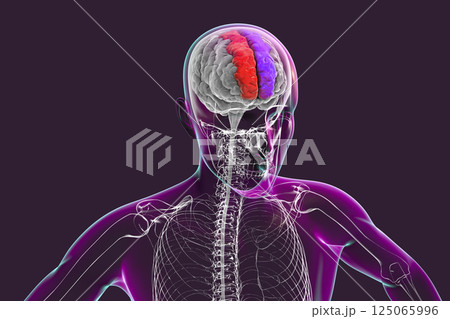 Human brain with highlighted superior frontal gyri 125065996