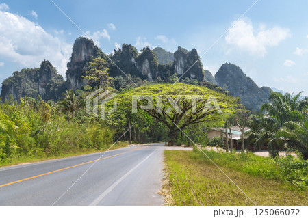 The road to Khao Sok Park in Thailand panorama - A large green spreading tree against the background of mountains and rainforest during the day, a vibrant Thai landscape The road to Khao Sok Park in Thailand panorama - A large green spreading tree against the background of mountains and rainforest during the day, a vibrant Thai landscape 125066072