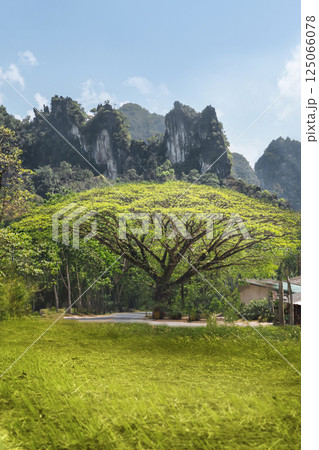 A beautiful large green tree Samanea saman against the backdrop of mountains in Thailand. Beautiful Scenery at Khao sok Park, Thai nature and tourist spots 125066078