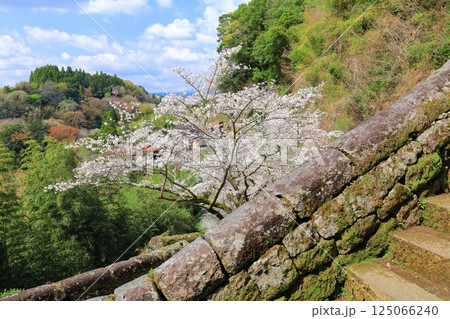 【大分県】晴天の岡城 大手坂かまぼこ石と満開の桜 125066240