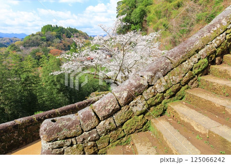 【大分県】晴天の岡城 大手坂かまぼこ石と満開の桜 【大分県】晴天の岡城 大手坂かまぼこ石と満開の桜 125066242