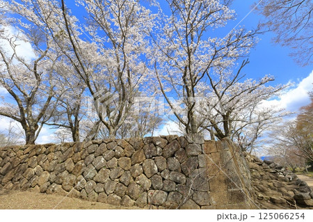 【大分県】晴天の岡城 朱印倉跡と満開の桜 【大分県】晴天の岡城 朱印倉跡と満開の桜 125066254