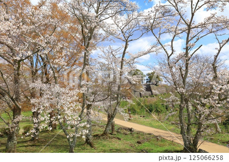 【大分県】晴天の岡城 桜馬場跡と満開の桜 125066258