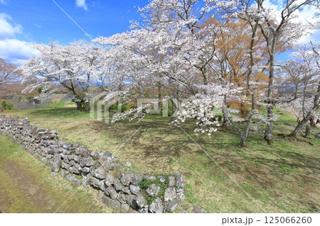 【大分県】晴天の岡城 中川但見屋敷跡と満開の桜 【大分県】晴天の岡城 中川但見屋敷跡と満開の桜 125066260