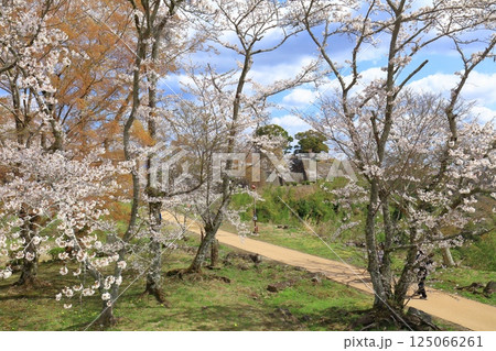 【大分県】晴天の岡城 桜馬場跡と満開の桜 【大分県】晴天の岡城 桜馬場跡と満開の桜 125066261