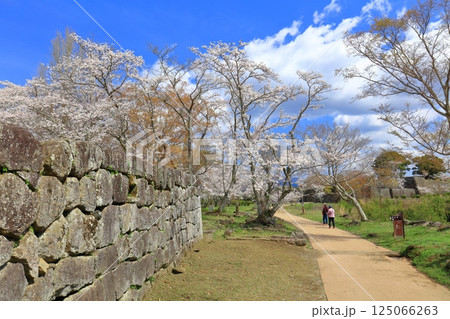 【大分県】晴天の岡城 桜馬場跡と満開の桜 125066263