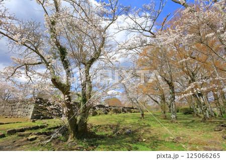 【大分県】晴天の岡城 中川但見屋敷跡と満開の桜 125066265