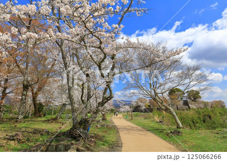 【大分県】晴天の岡城 桜馬場跡と満開の桜 125066266