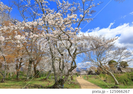 【大分県】晴天の岡城 桜馬場跡と満開の桜 125066267