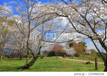 【大分県】晴天の岡城 桜馬場跡と満開の桜 【大分県】晴天の岡城 桜馬場跡と満開の桜 125066268