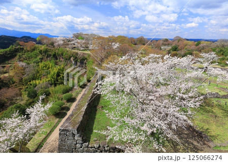 【大分県】晴天の岡城 本丸から見た満開の桜 125066274