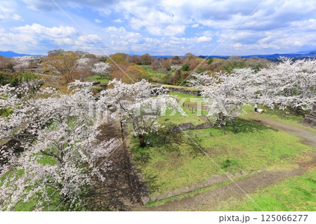 【大分県】晴天の岡城 本丸から見た満開の桜 125066277