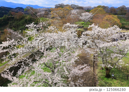 【大分県】晴天の岡城 本丸から見た満開の桜 125066280