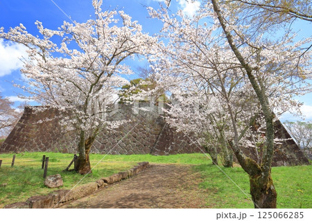 【大分県】晴天の岡城 本丸と満開の桜 125066285