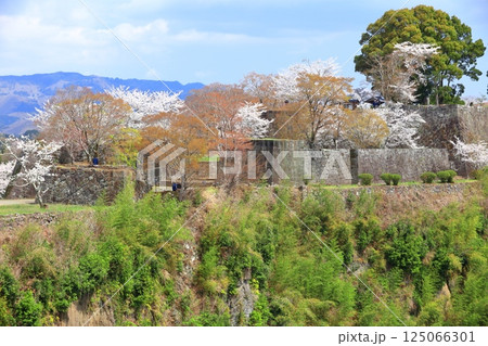 【大分県】晴天の岡城 本丸と満開の桜 【大分県】晴天の岡城 本丸と満開の桜 125066301