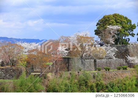 【大分県】晴天の岡城 本丸と満開の桜 125066306